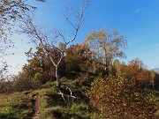 Alla Madonnina del Costone (1195 m) in veste autunnale da Salmezza-21ott24 - FOTOGALLERY